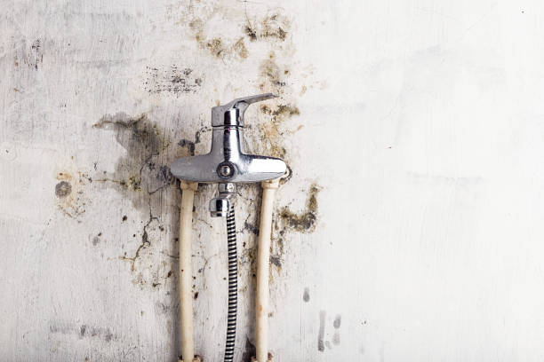 Trusted Antioch, IL Mold Removal Experts