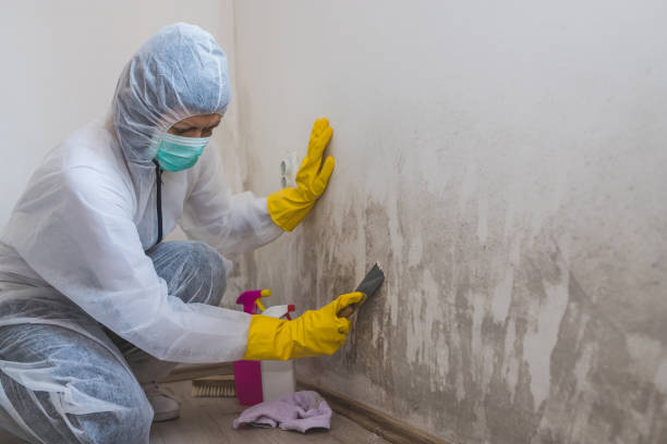 Best Residential Mold Removal  in Antioch, IL