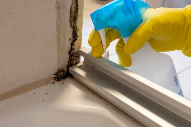 Best Professional Mold Removal  in Antioch, IL