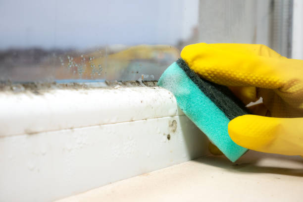 Best Home Mold Removal  in Antioch, IL
