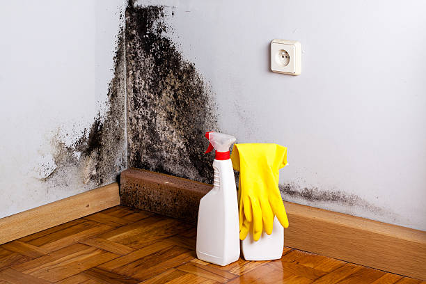 Best Best Mold Removal Companies  in Antioch, IL
