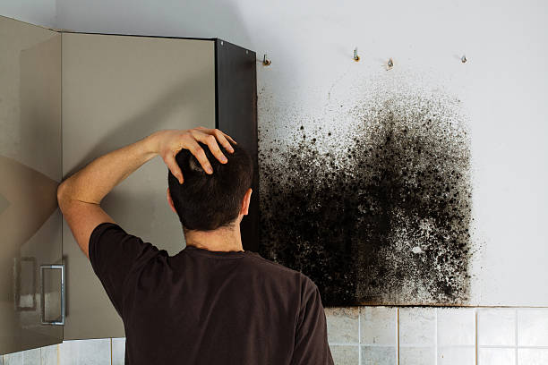 Best Mold Damage Repair  in Antioch, IL