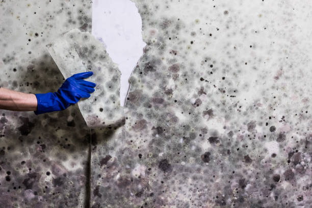 Best Commercial Mold Removal  in Antioch, IL